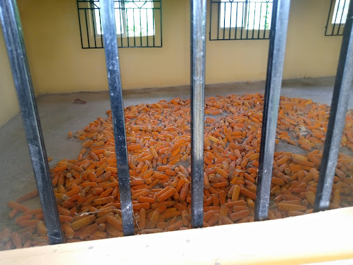 INSIDE STORY: Skill acquisition centre built to empower Ekiti youths turns maize farm